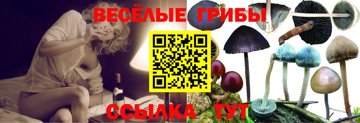Псилоцибиновые грибы Cubensis Тамбов
